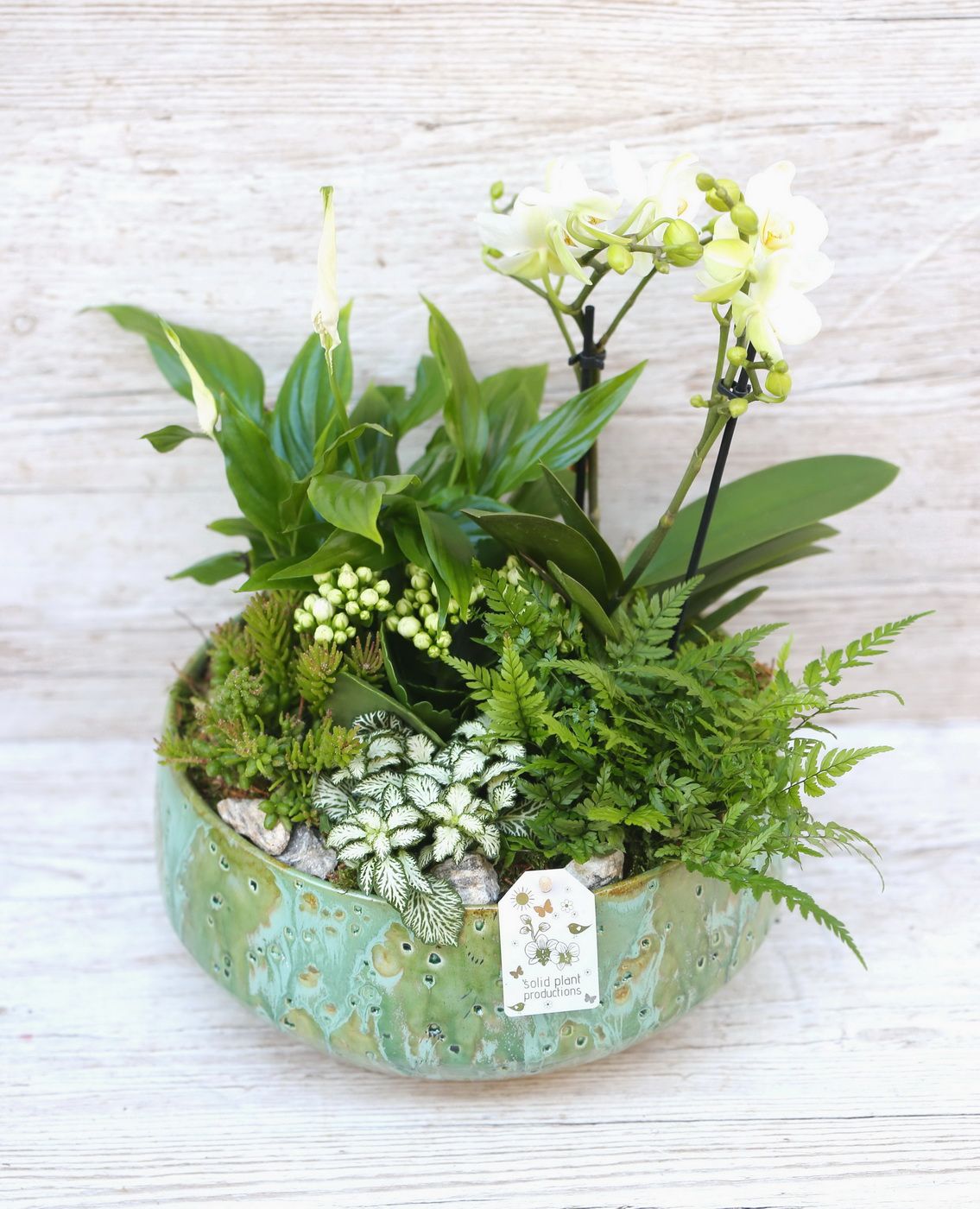 flower delivery Budapest - Orchid in beautiful ceramic bowl with white plants 