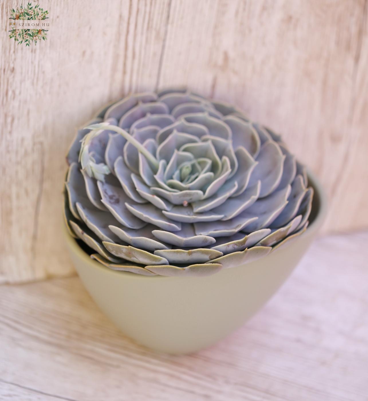 flower delivery Budapest - giant Echeveria in different colors