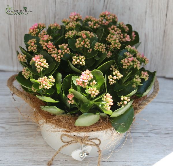 flower delivery Budapest - Giant Calanchoe in pot