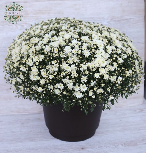 flower delivery Budapest - Giant chrysanthemum sphere (garden)