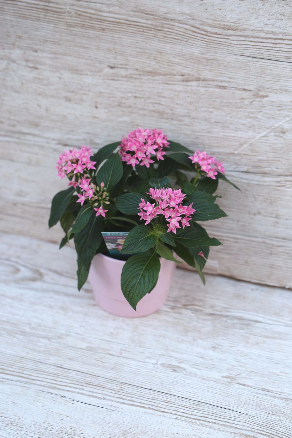Blumenlieferung nach Budapest - Pentas Lanceolata Starclust Rose Pink im Topf (Balkon)