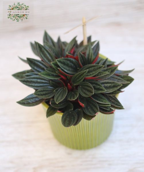 Blumenlieferung nach Budapest - Peperomia im Topf (Zimmerpflanze)