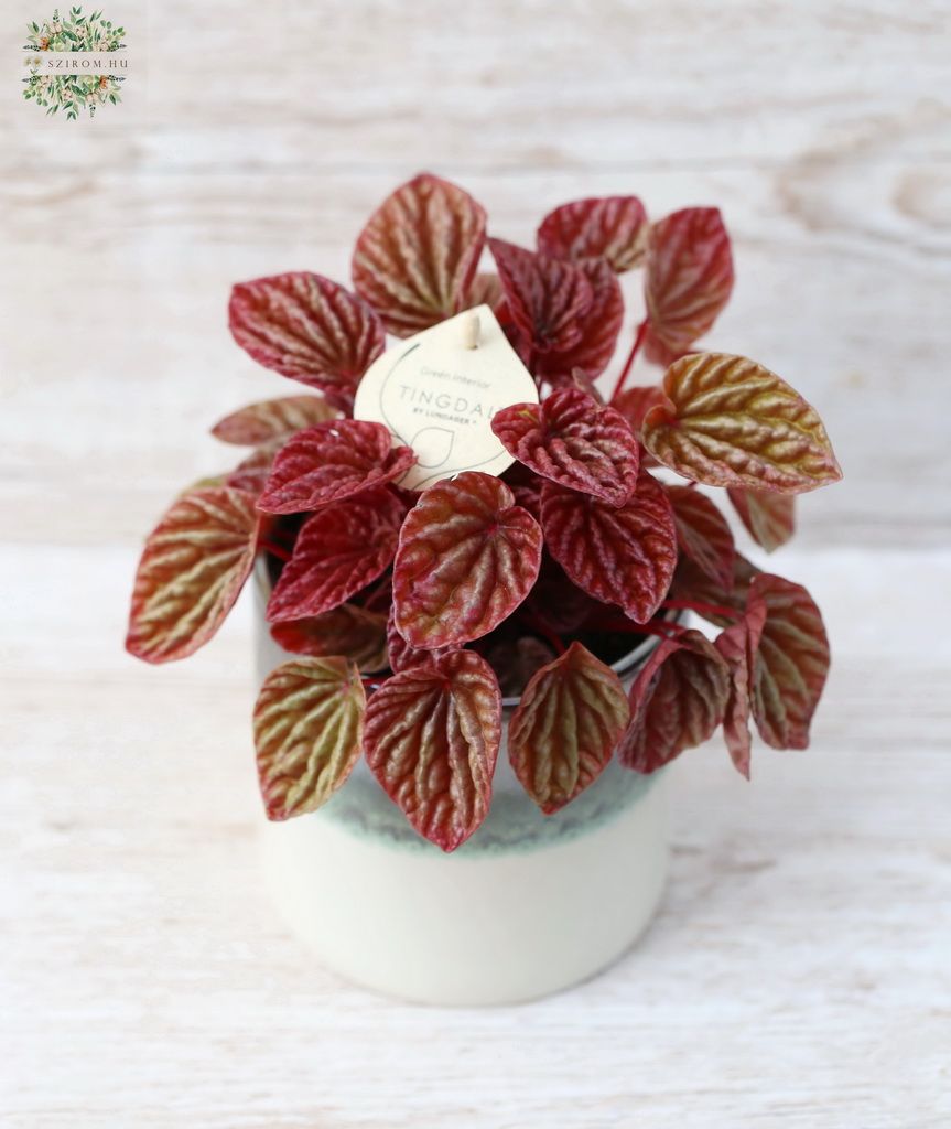 Blumenlieferung nach Budapest - Peperomia Quito im Topf