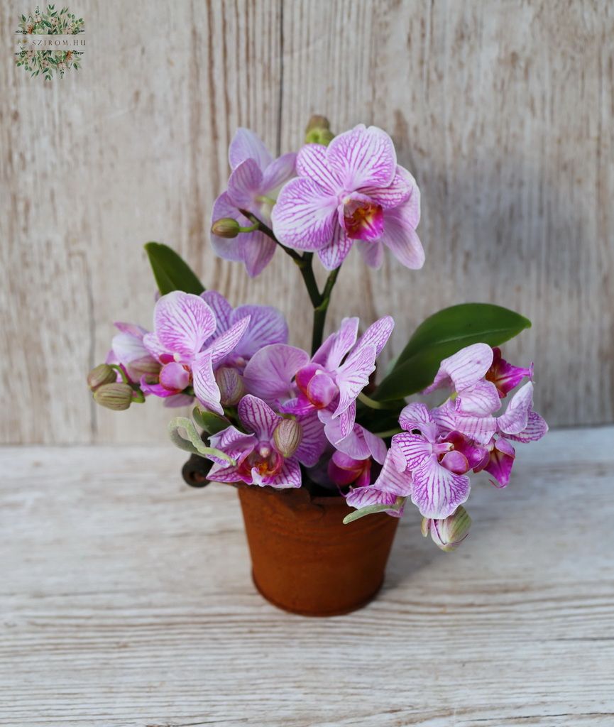 Blumenlieferung nach Budapest - Phalaenopsis mini Candy