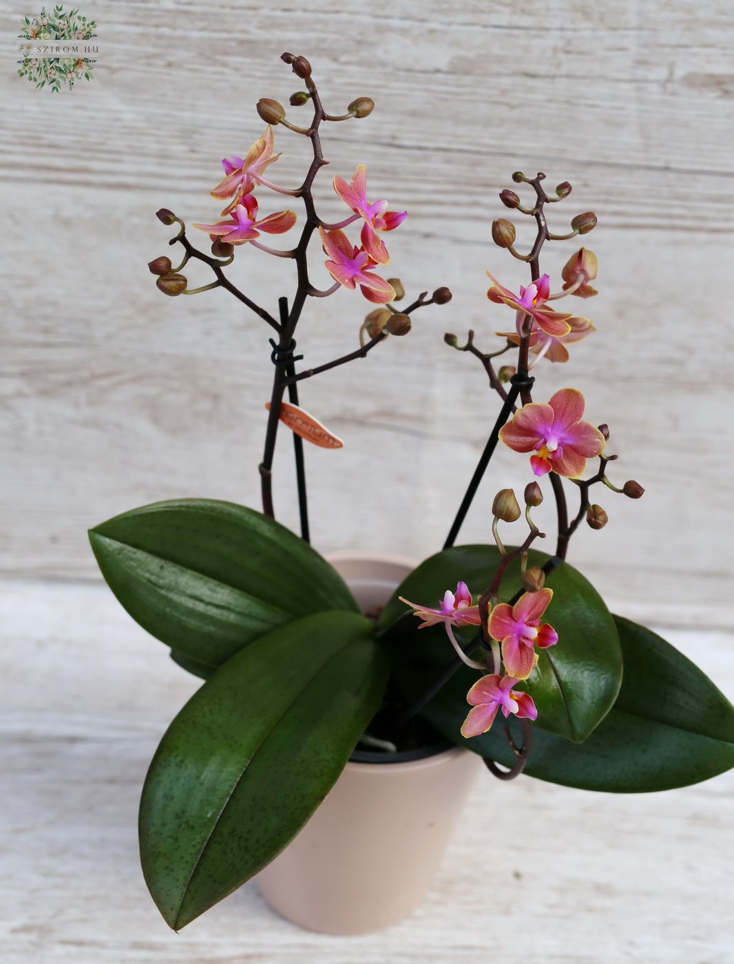 Blumenlieferung nach Budapest - Phalaenopsis multiflora duftend, orange/pink Farbe