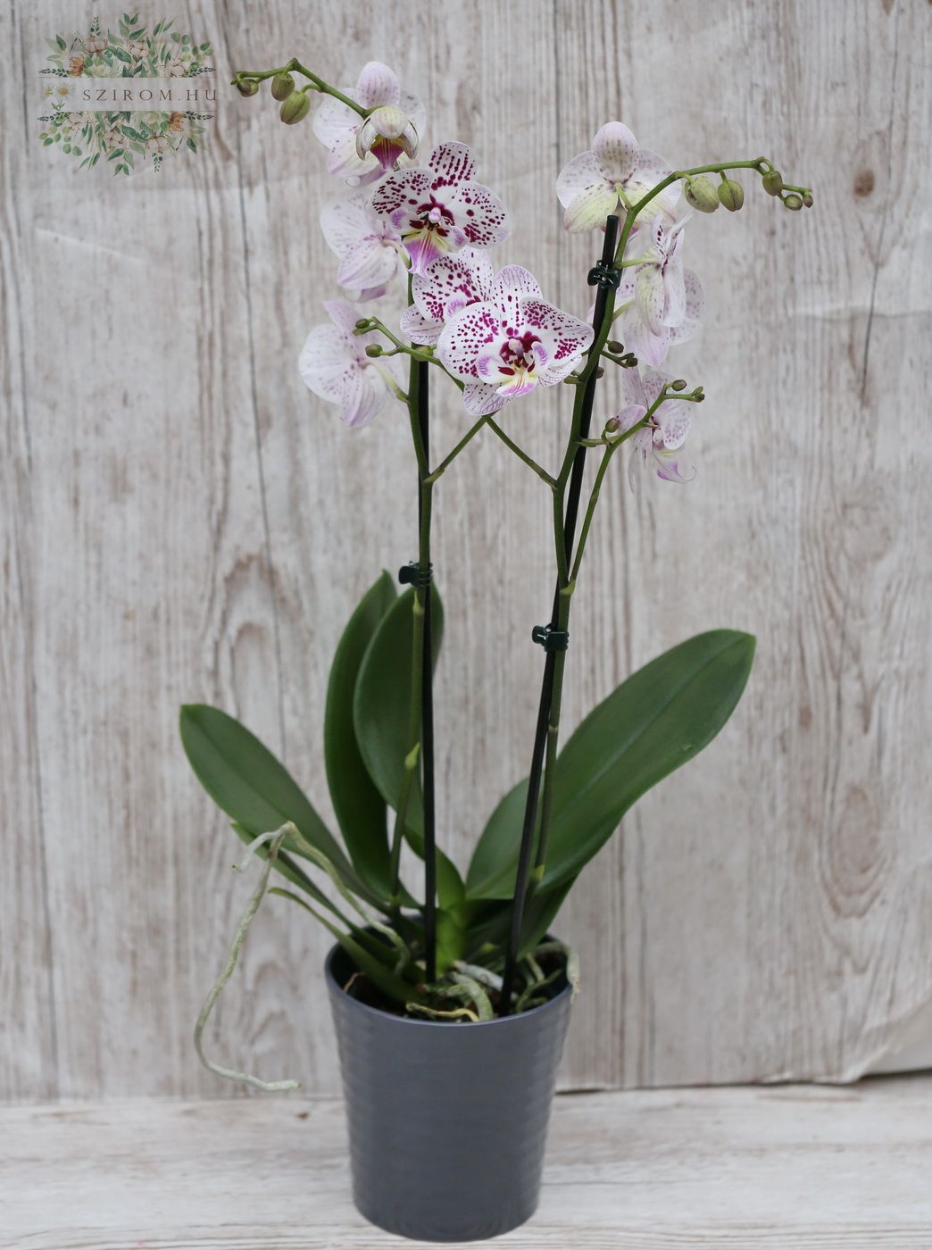 Blumenlieferung nach Budapest - Phalaenopsis-Orchidee im Topf