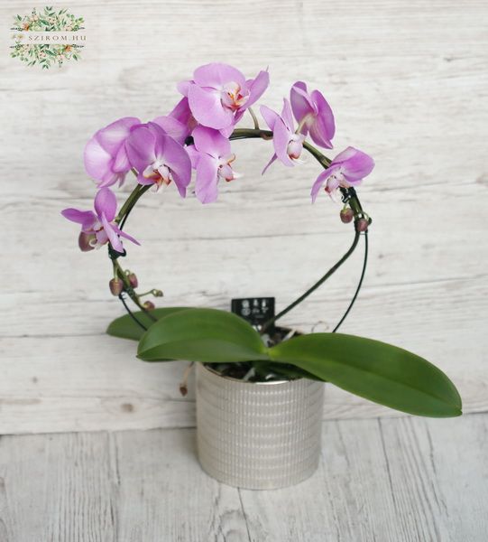Virágküldés Budapest - Phalaneopsis orchidea kerek