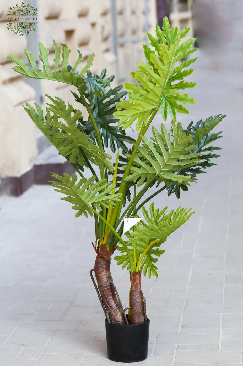 Virágküldés Budapest - Philodendron műnövény