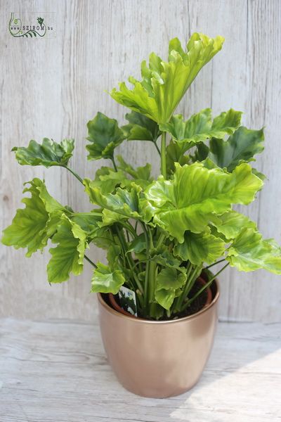 Blumenlieferung nach Budapest - philodendron selloum hope