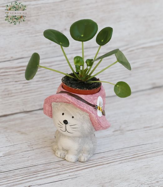 Blumenlieferung nach Budapest - Pilea im Katzentopf