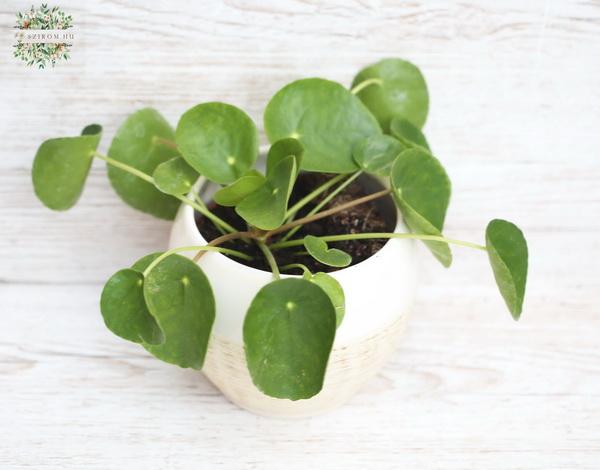Virágküldés Budapest - Pilea kaspóval (pénzvirág)