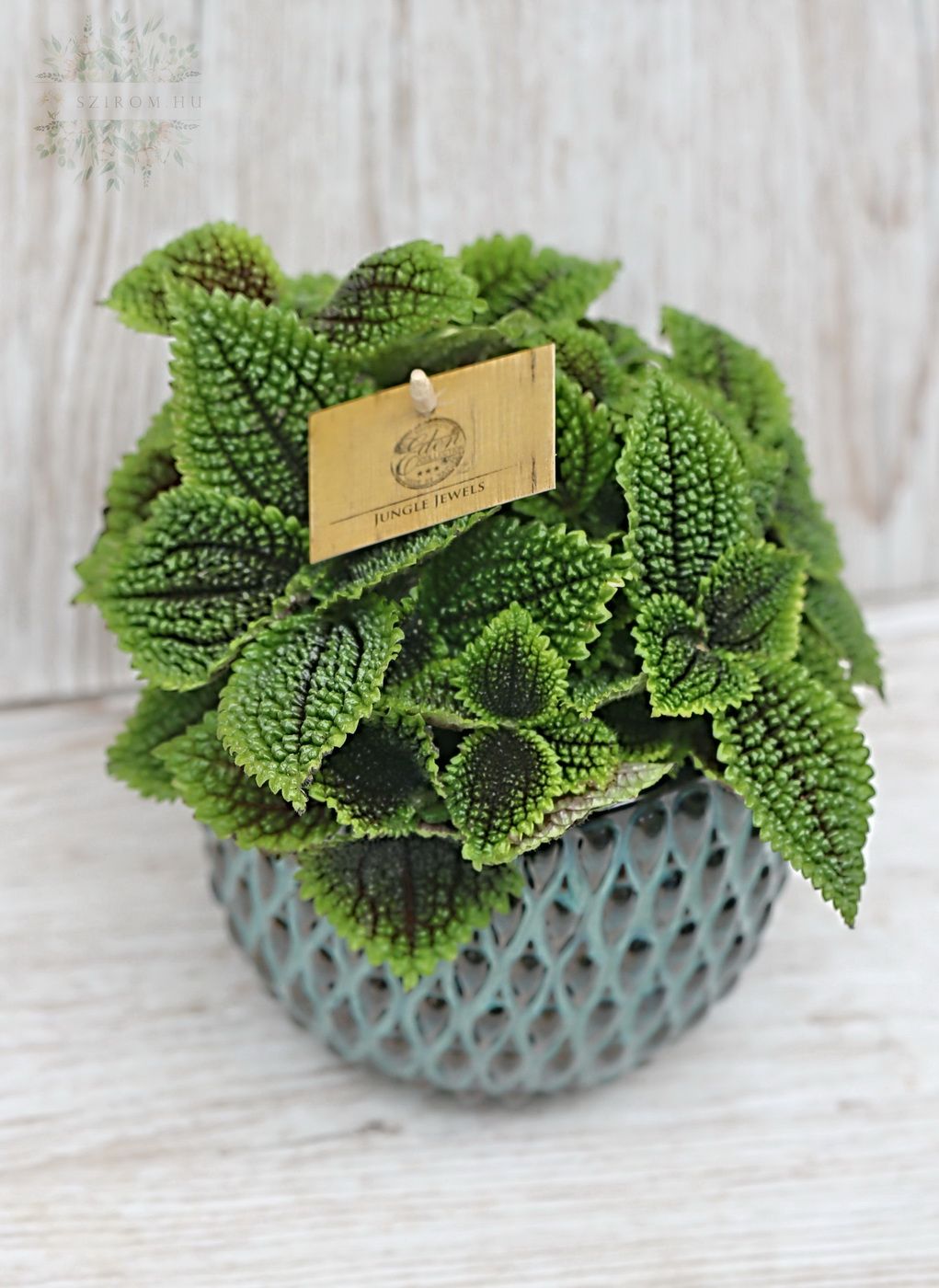 Virágküldés Budapest - Pilea mollis moon valey kaspóval (beltéri)