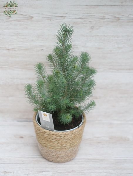 flower delivery Budapest - Pinus Silver Crest 52cm