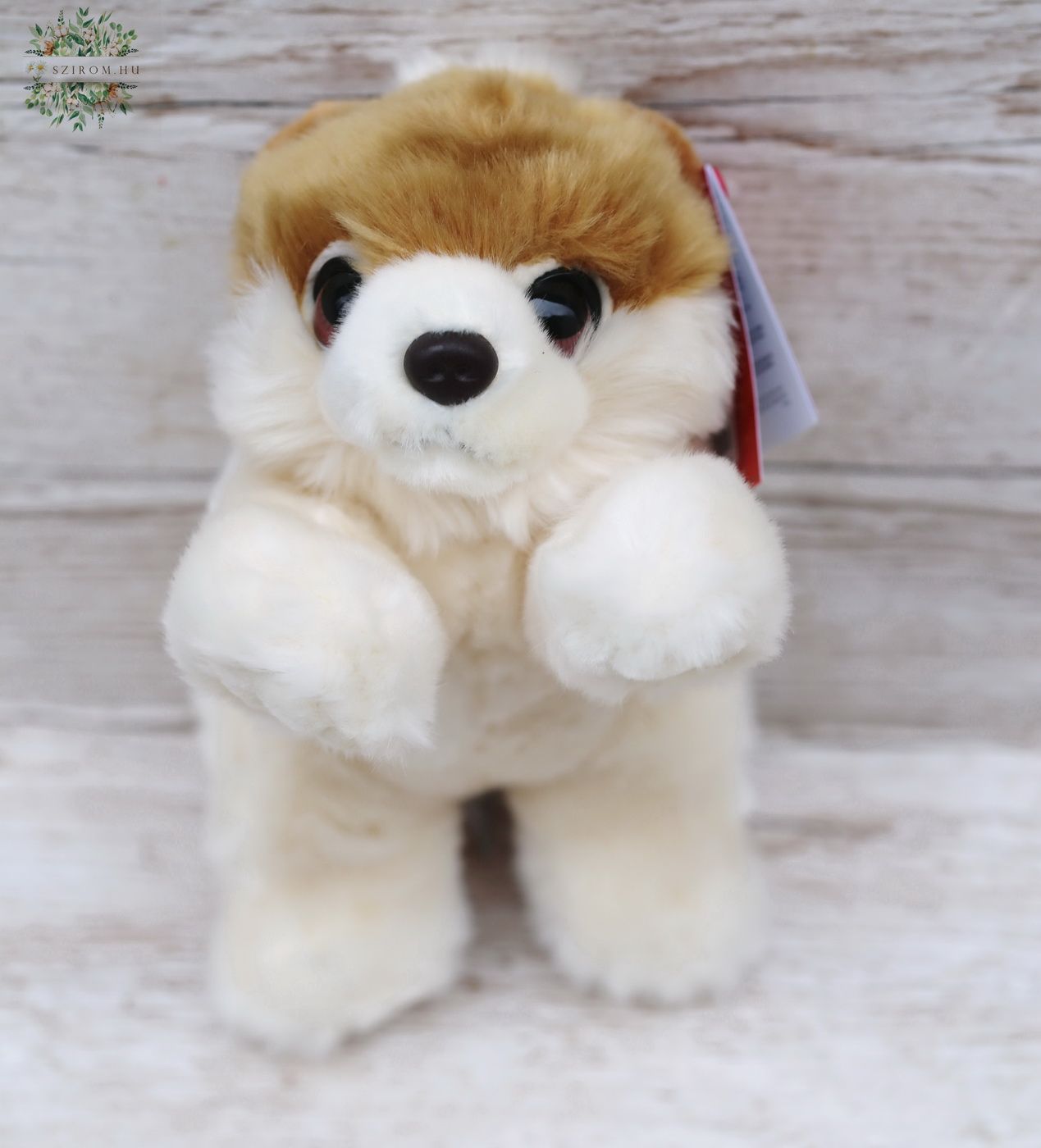 flower delivery Budapest - Plush Pomeranian (25cm)