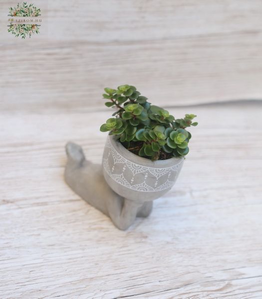 flower delivery Budapest - succulent plant in a cute pot