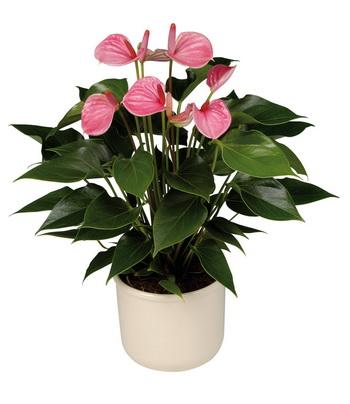 Blumenlieferung nach Budapest - Anthurium im Topf - Zimmerpflanze