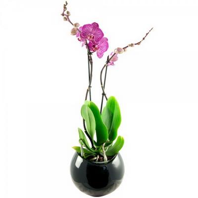 Blumenlieferung nach Budapest - pinke Phalaenopsis Orchidee in einem schöhnen Topf - Zimmerpflanze