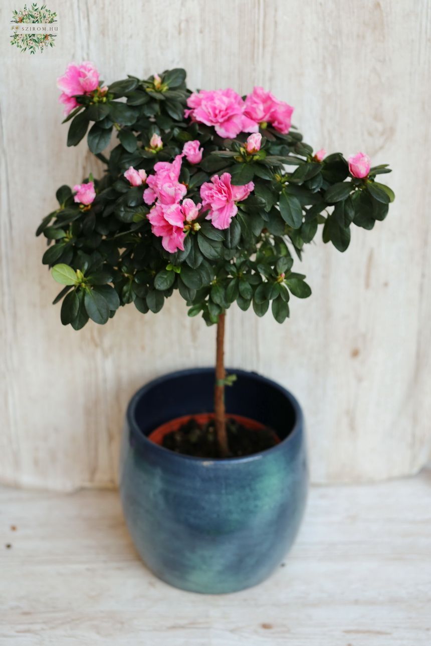 flower delivery Budapest - Azaleas with pink flowers and pot