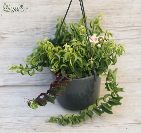 Blumenlieferung nach Budapest - Aescynanthus