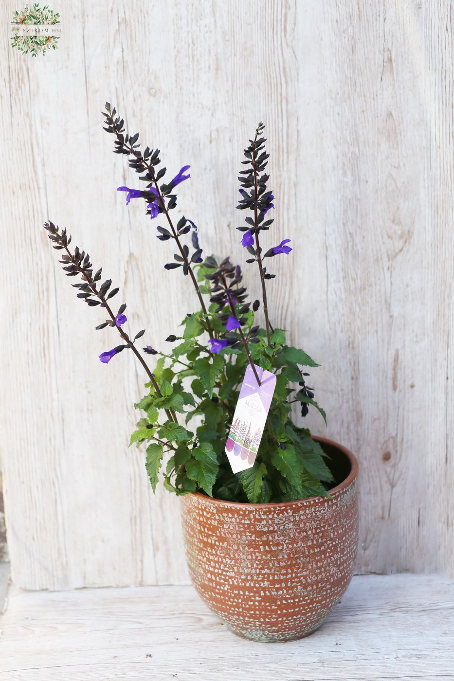 Blumenlieferung nach Budapest - Salvia Salgoon im Topf (garten)