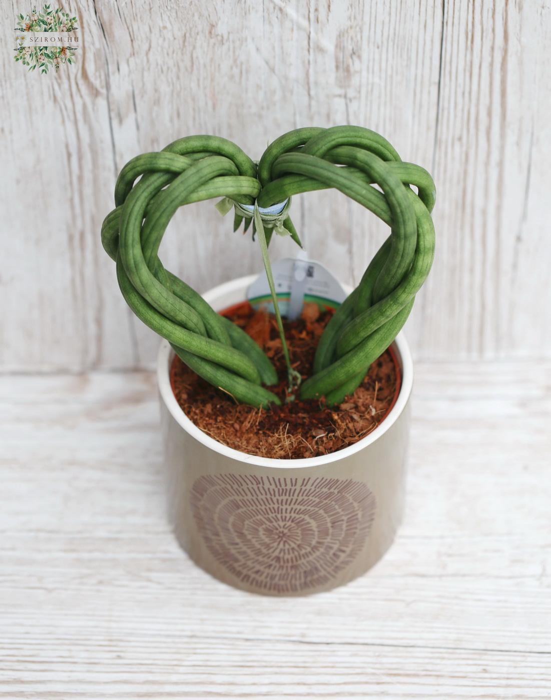 Virágküldés Budapest - Sansevieria fonott szív kaspóval