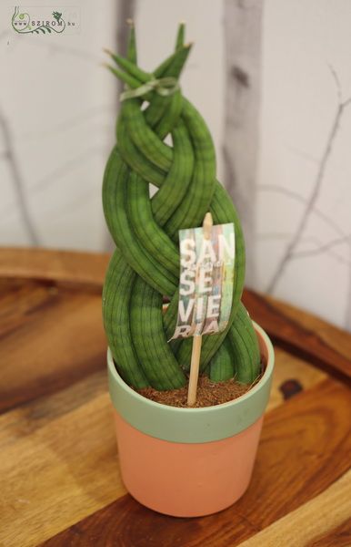 flower delivery Budapest - Sansevieria in pot