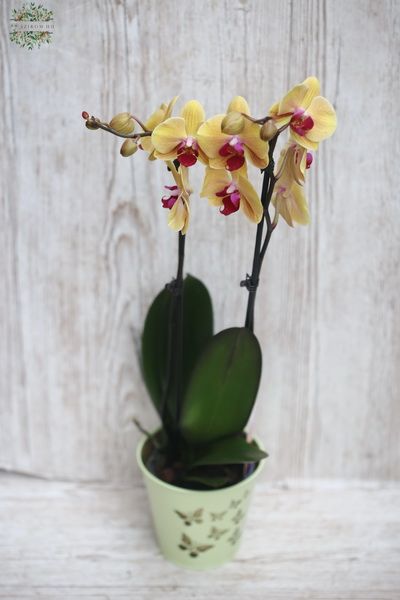 Blumenlieferung nach Budapest - Gelb Phalaenopsis-Orchidee im Topf