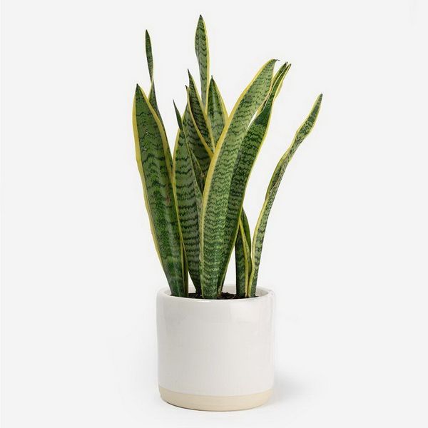 flower delivery Budapest - Sansevieria trifasciata (25cm) in a pot