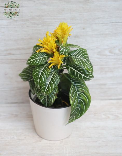 Blumenlieferung nach Budapest - Aphelandra squarrosa