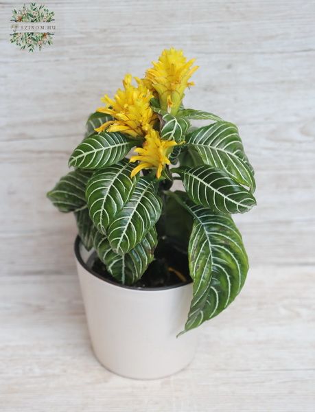 Blumenlieferung nach Budapest - Aphelandra squarrosa im Topf - Zimmerpflanze