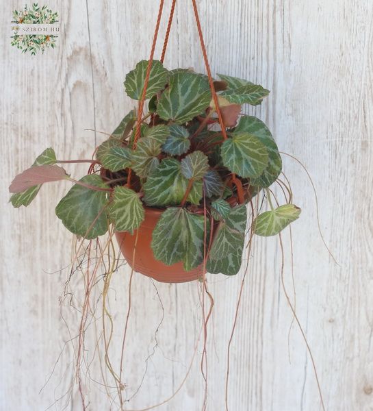 Virágküldés Budapest - Saxifraga kaspóval