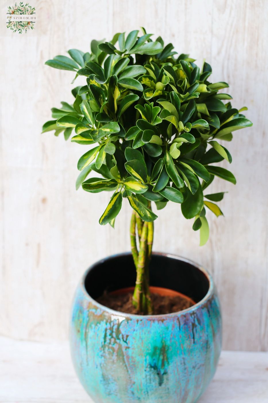 Virágküldés Budapest -  Schefflera Ar Gold Capella exkluzív kaspóval (70cm)