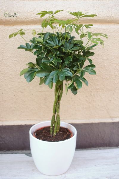 Blumenlieferung nach Budapest - schefflera im Topf 90cm