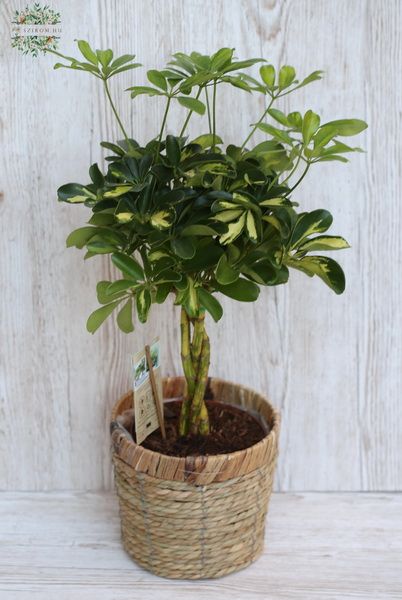 Blumenlieferung nach Budapest - Schefflera 