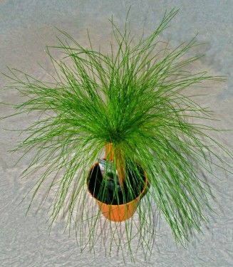 flower delivery Budapest - Scirpus cernuus (Deergrass)<br>(20cm) - indoor plant