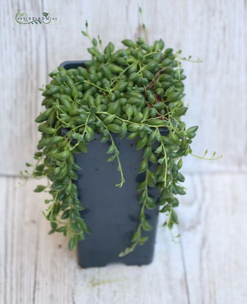 Virágküldés Budapest - Senecio Herreianus