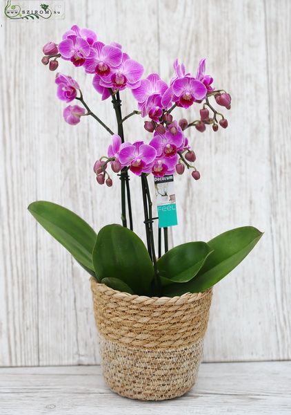 Blumenlieferung nach Budapest - Multi-flora Orchidee im Topf