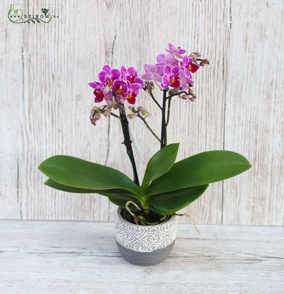Virágküldés Budapest - Sokvirágú mini orchidea kaspóval