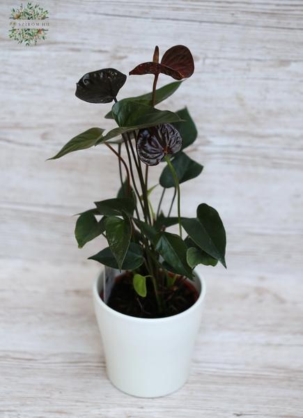 flower delivery Budapest - Dark burgundy anthurium in pot
