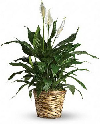 flower delivery Budapest - Spathiphyllum in pot small  (Peace lily)<br>(40cm) - indoor plant