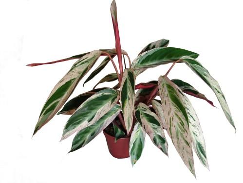 Blumenlieferung nach Budapest - Stromanthe sauginica (40cm) - Zimmerpflanze