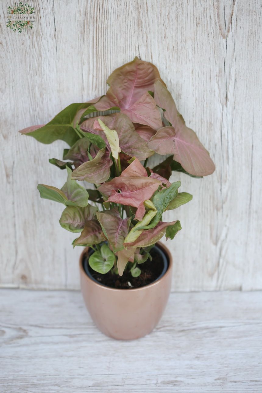 Blumenlieferung nach Budapest - Syngonium im Topf