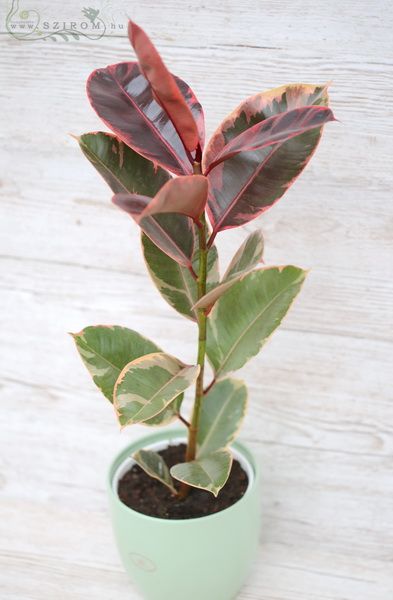 Blumenlieferung nach Budapest - Ficus elastica Belize im Topf (40cm)