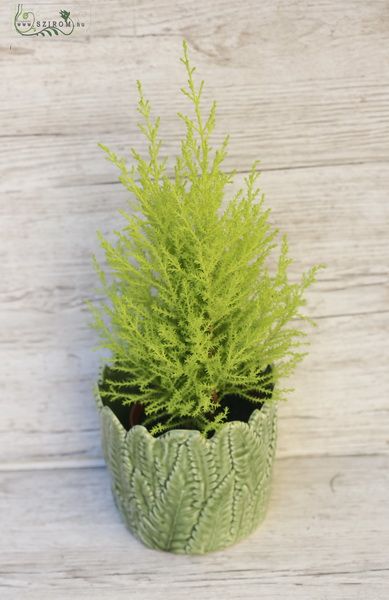 Blumenlieferung nach Budapest - Cupressus im blattförmigen Topf 40cm