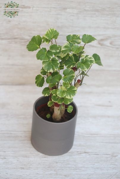 flower delivery Budapest - variegated Poliscias in pot (25cm)