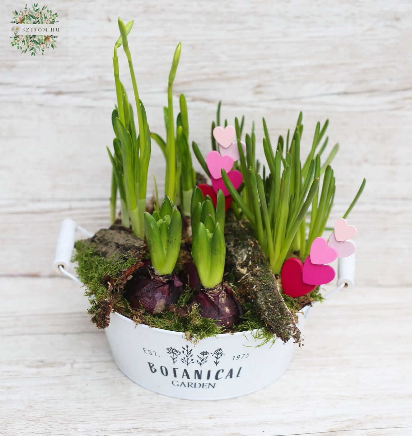 flower delivery Budapest - Spring plants in a tin pot 