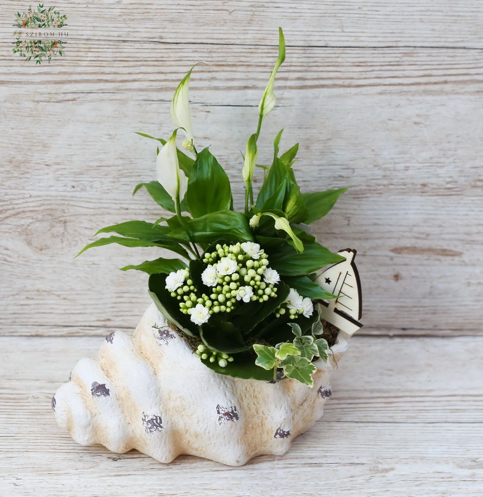flower delivery Budapest - Seashell summer plant arrangement