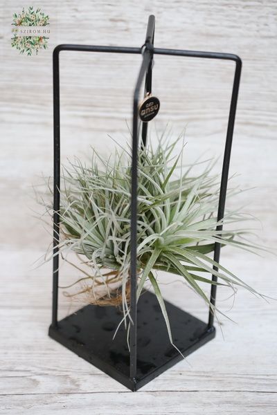 Blumenlieferung nach Budapest - tillandsia exotica