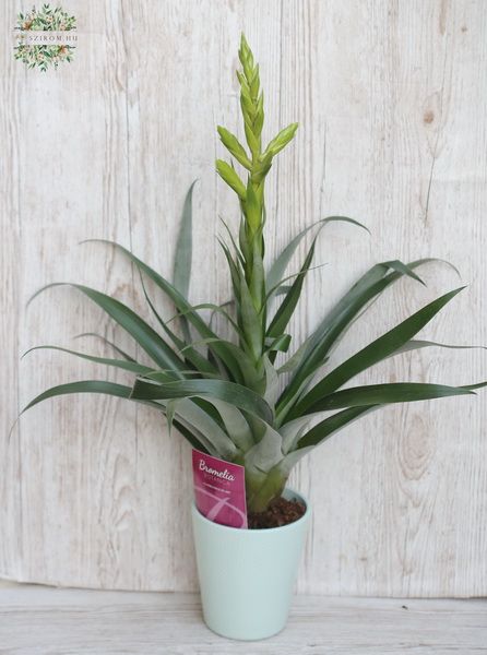 Blumenlieferung nach Budapest - Tillandsia im Topf