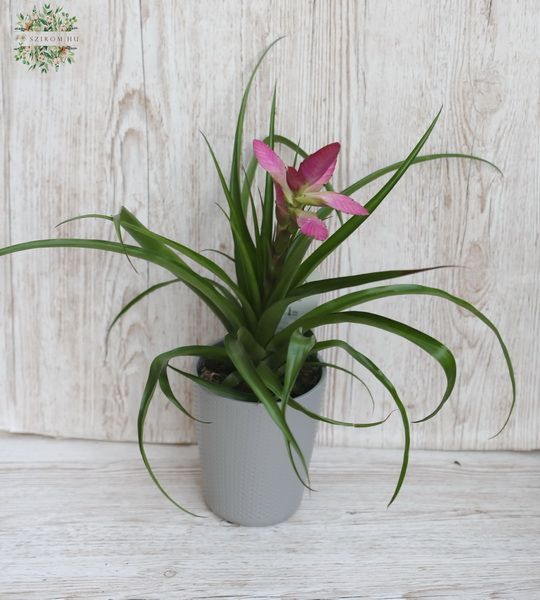 Virágküldés Budapest - Tillandsia kaspóban